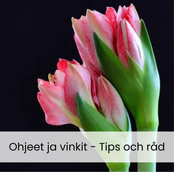 Amaryllisten sipuleiden istutus